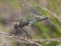 Leucorrhinia albifrons (Dark Whiteface) male-9.jpg